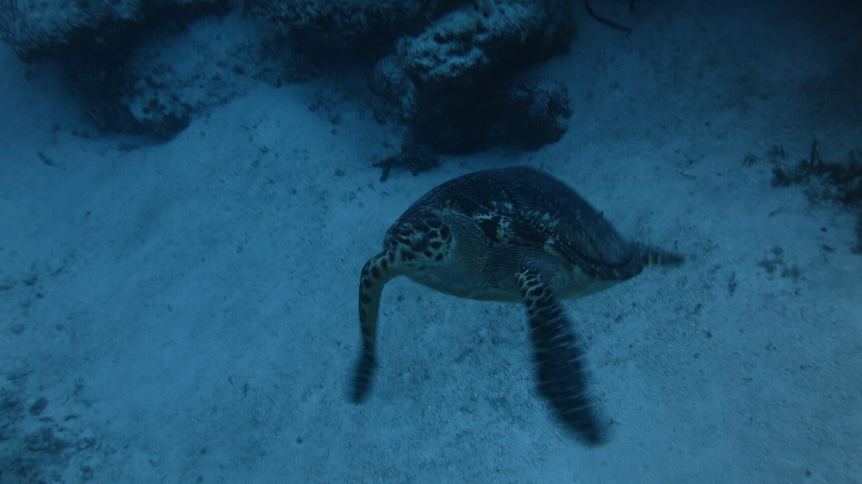 Click to See Next Image