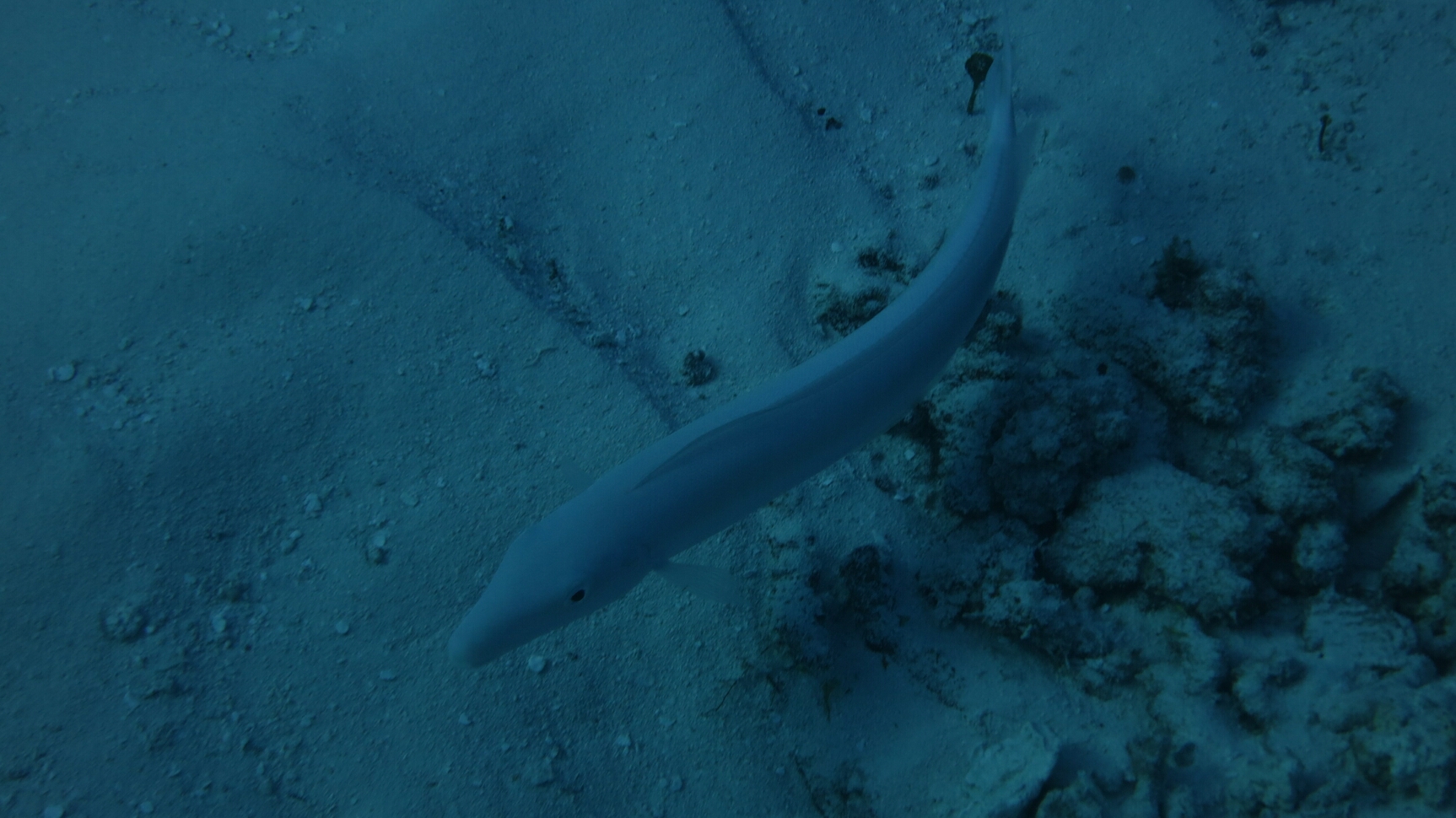 Click to See Next Image