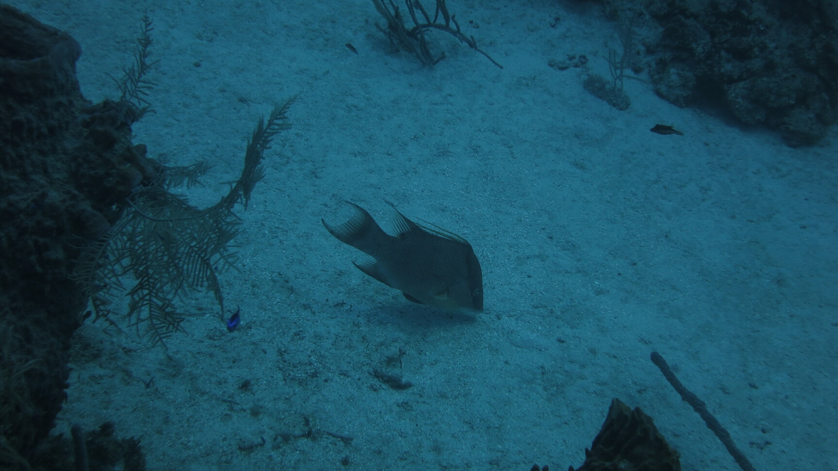 Click to See Next Image