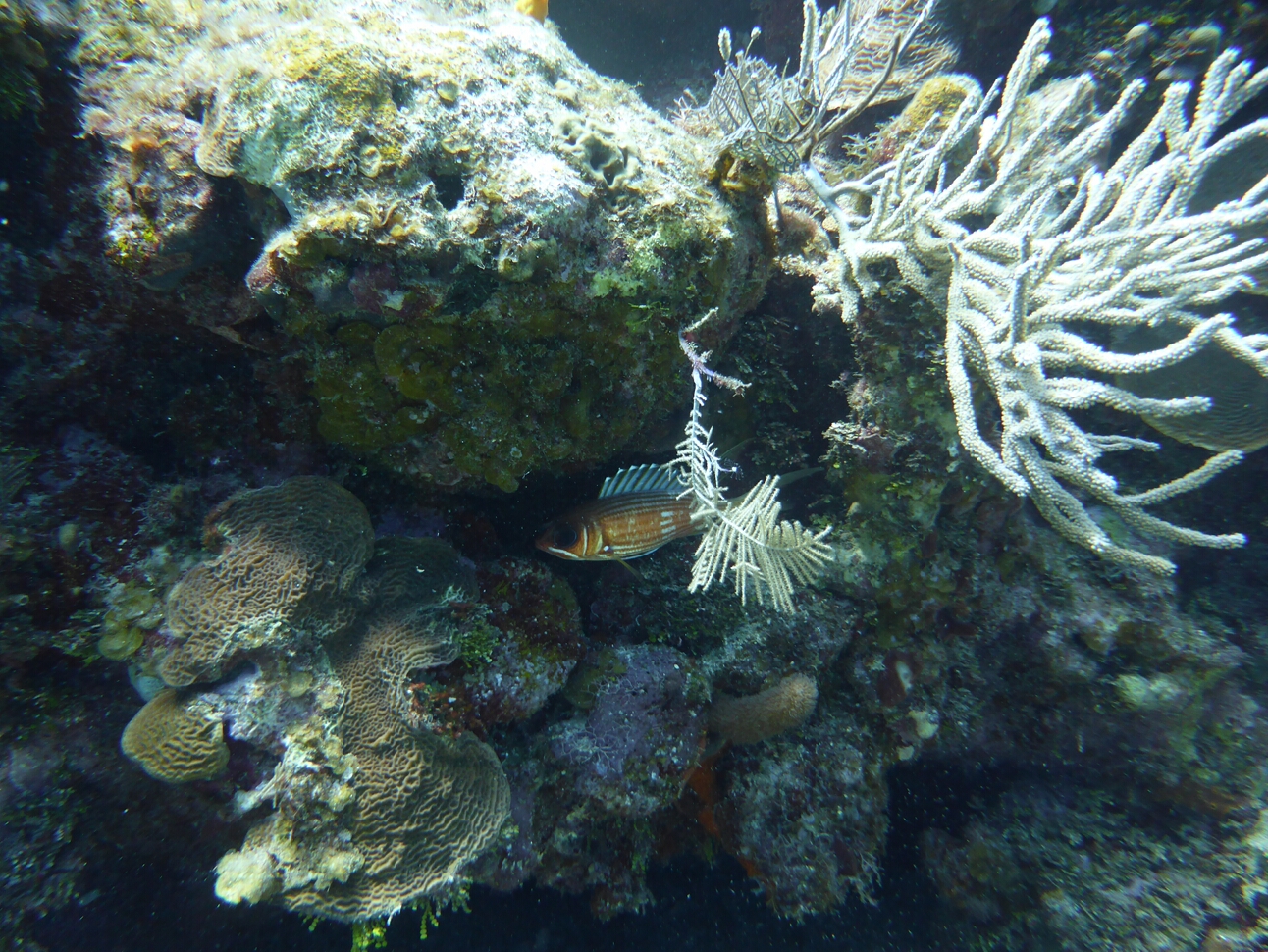 Click to See Next Image