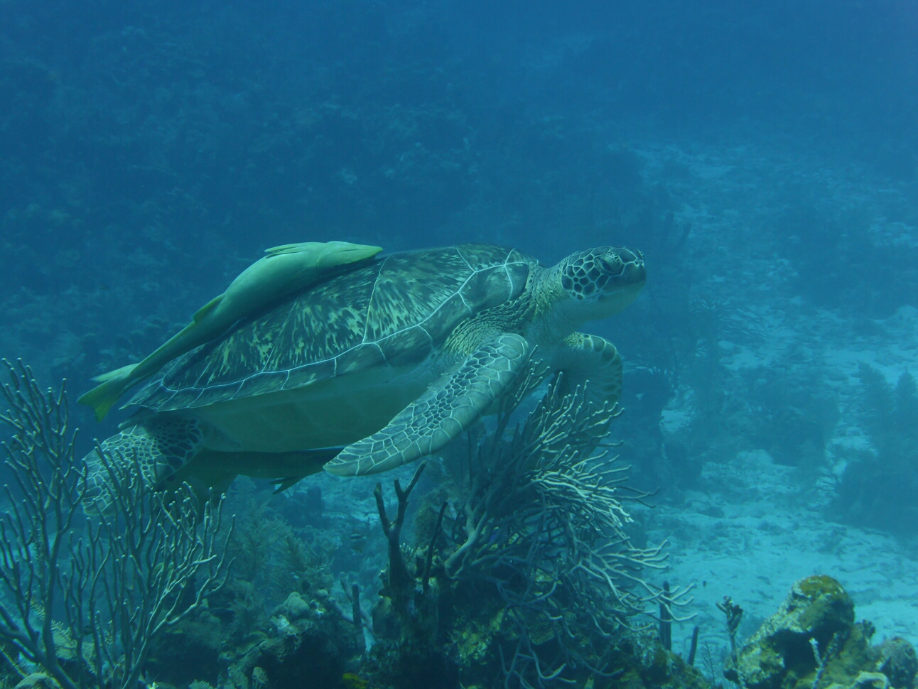 Click to See Next Image