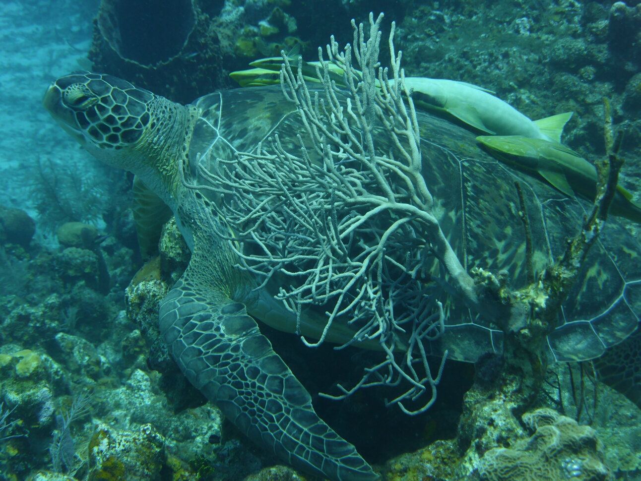 Click to See Next Image