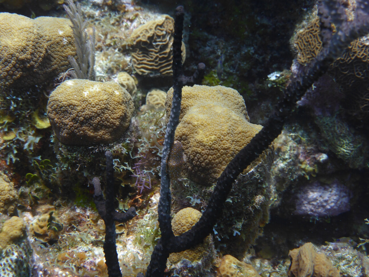 Click to See Next Image