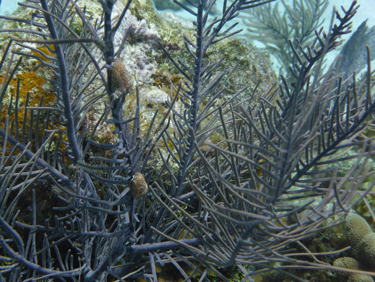 Click to See Next Image