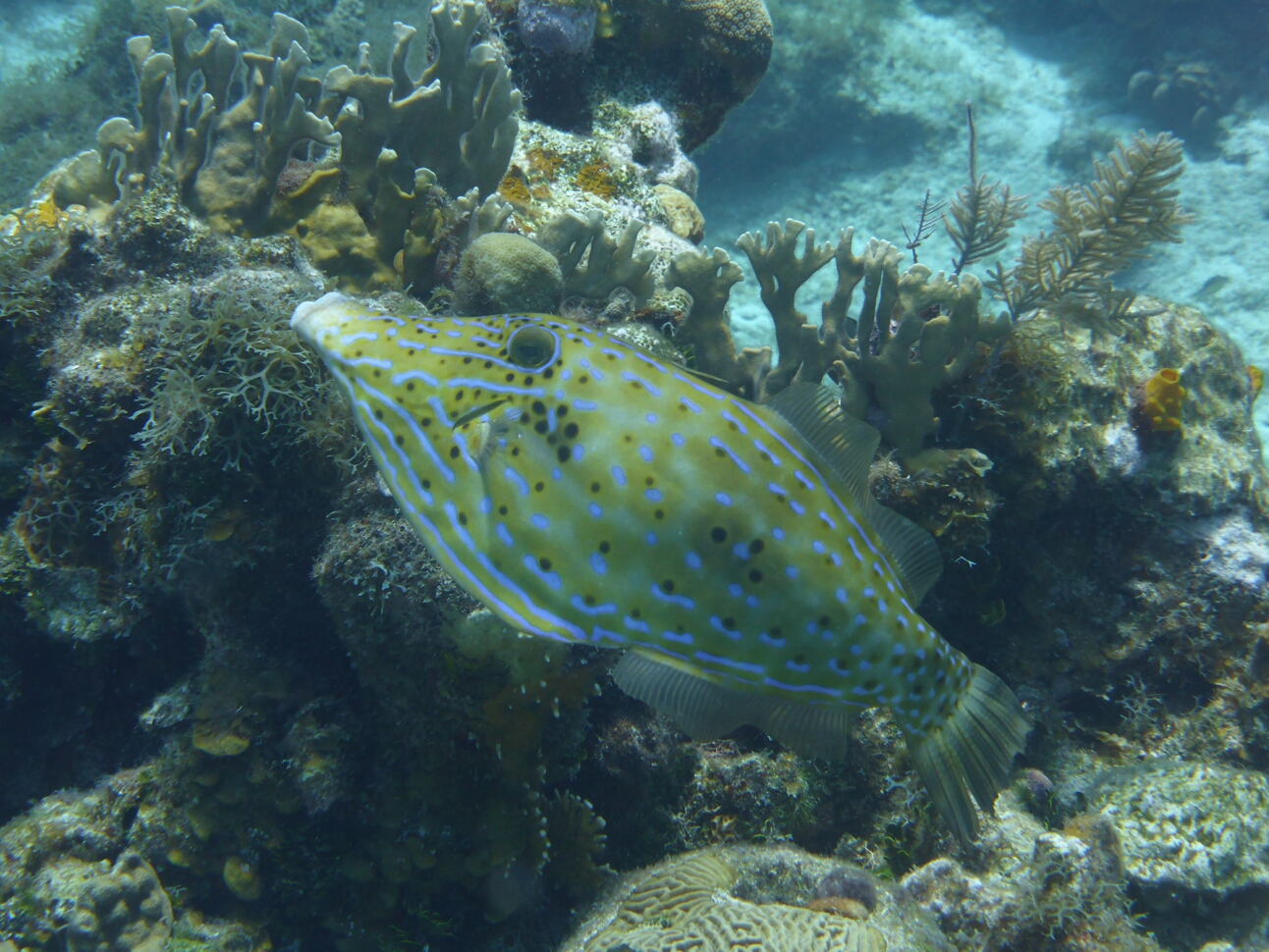 Click to See Next Image