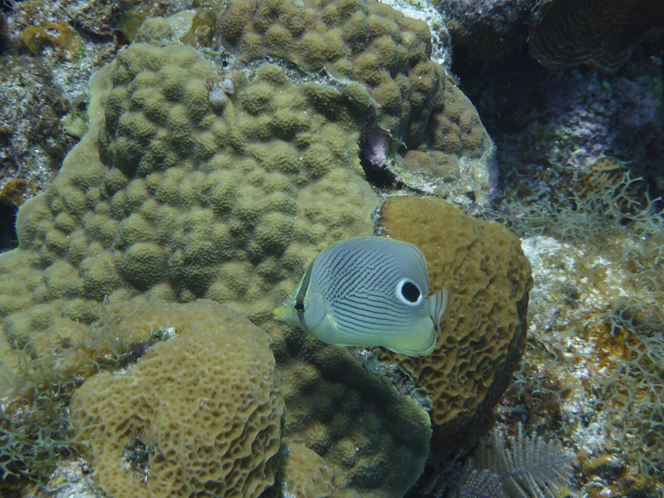 Click to See Next Image