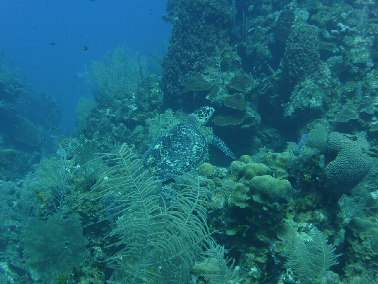 Click to See Next Image