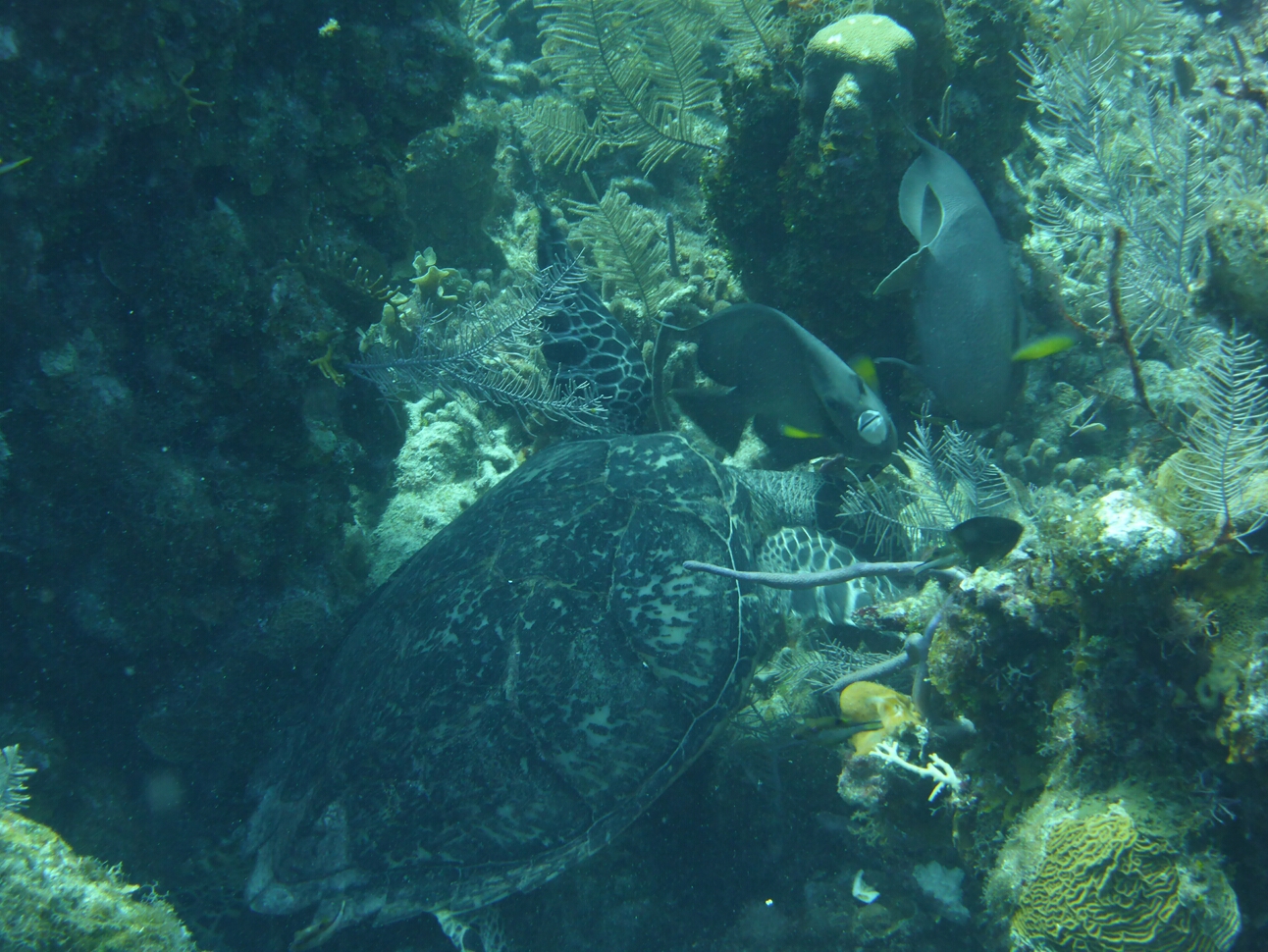 Click to See Next Image