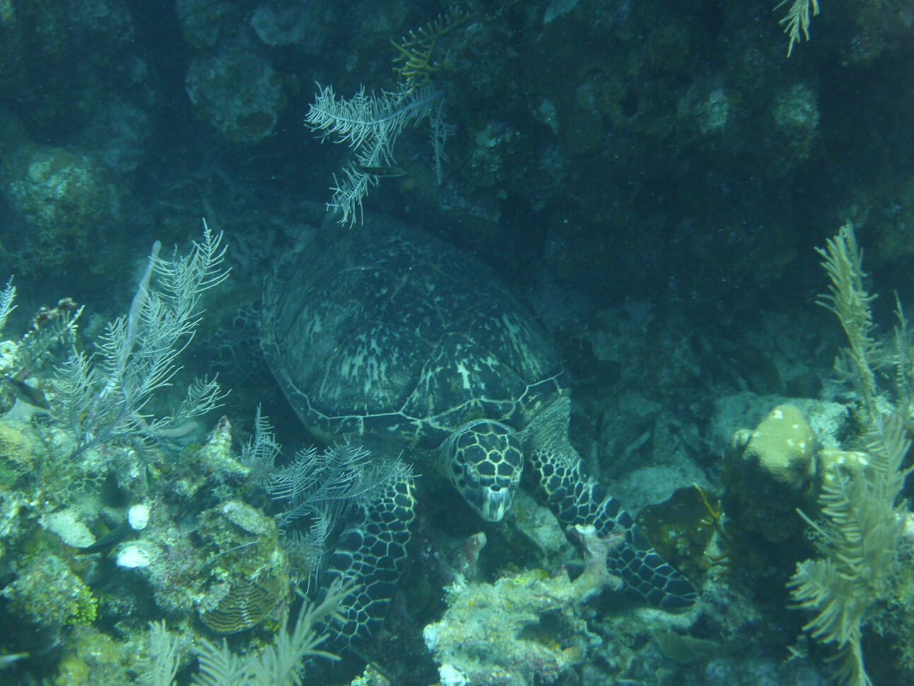 Click to See Next Image