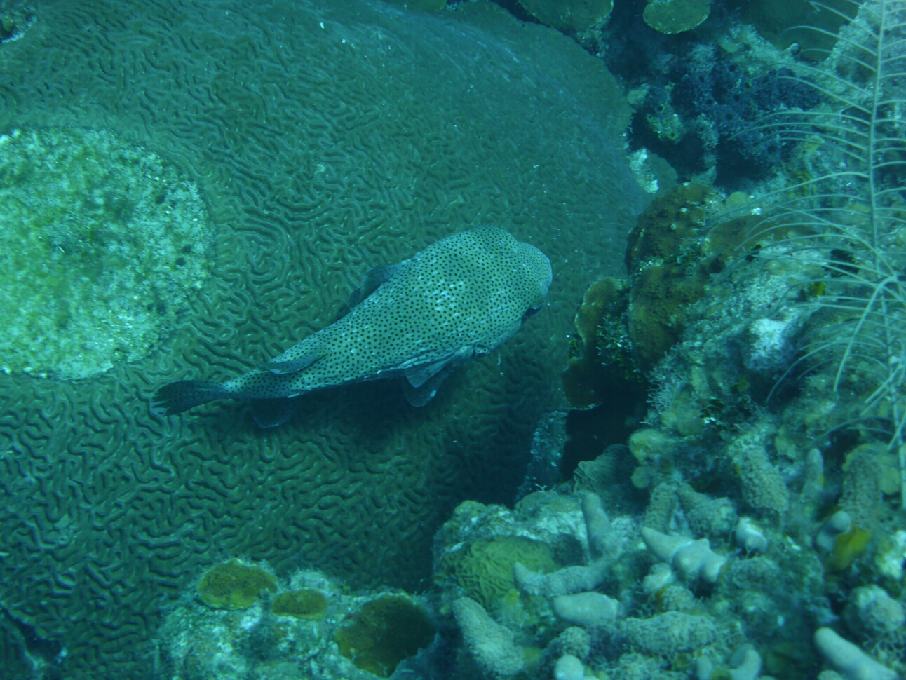 Click to See Next Image