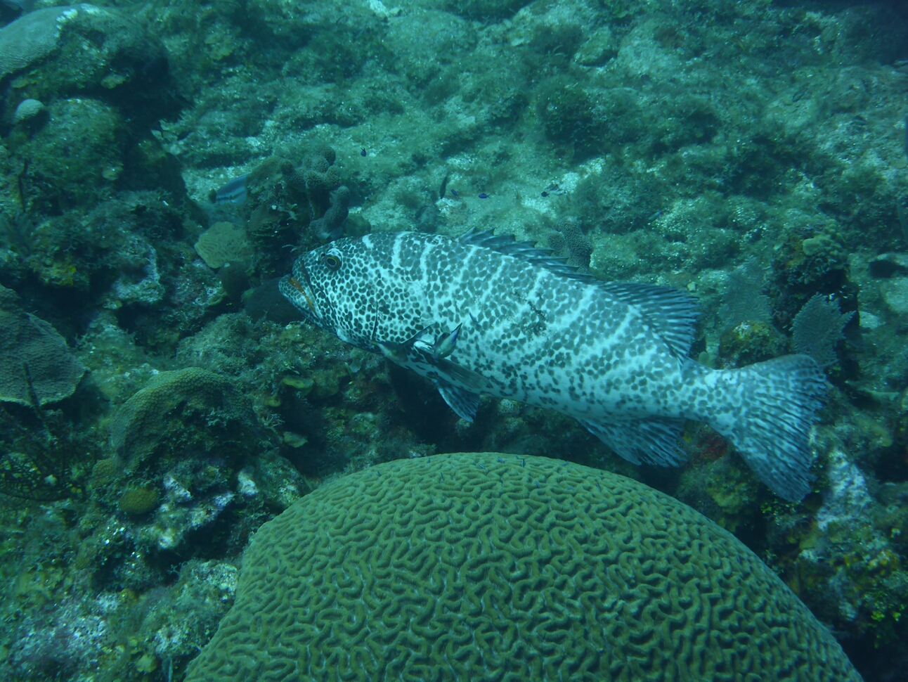 Click to See Next Image