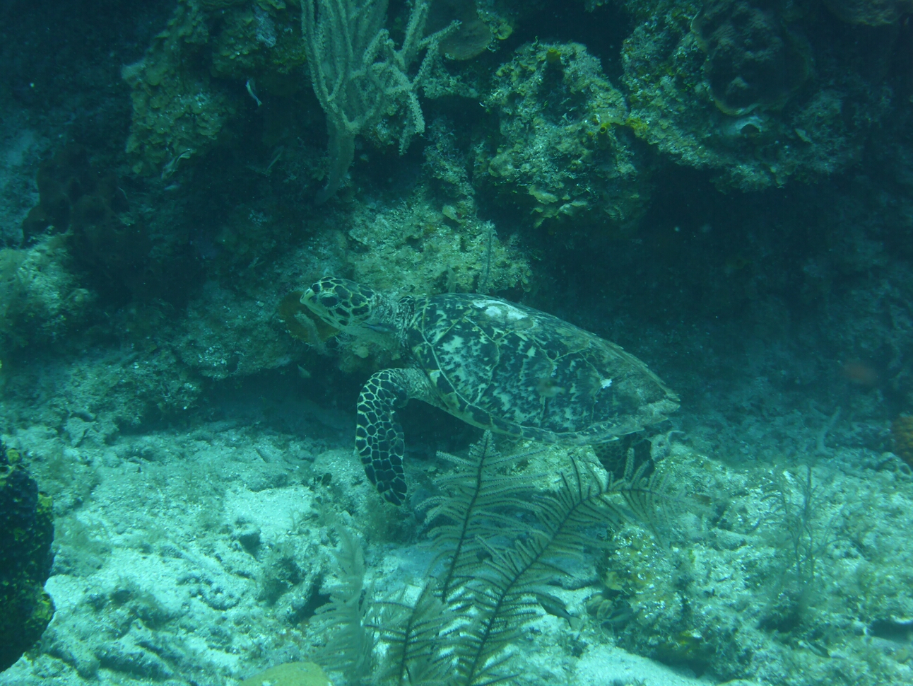 Click to See Next Image