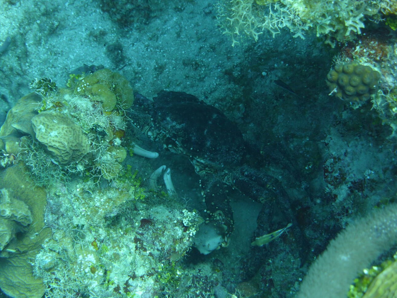 Click to See Next Image