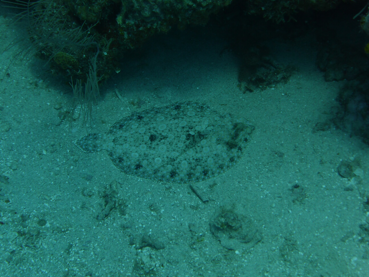 Click to See Next Image