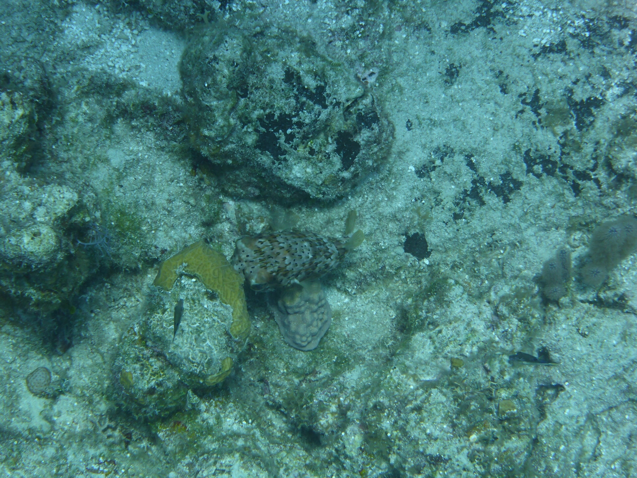 Click to See Next Image