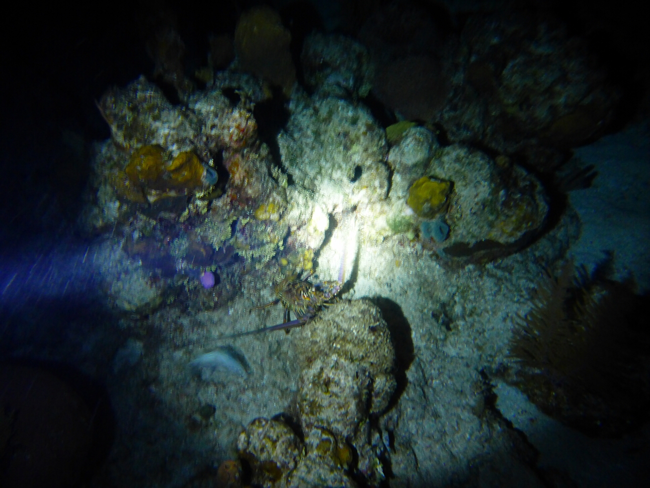 Click to See Next Image