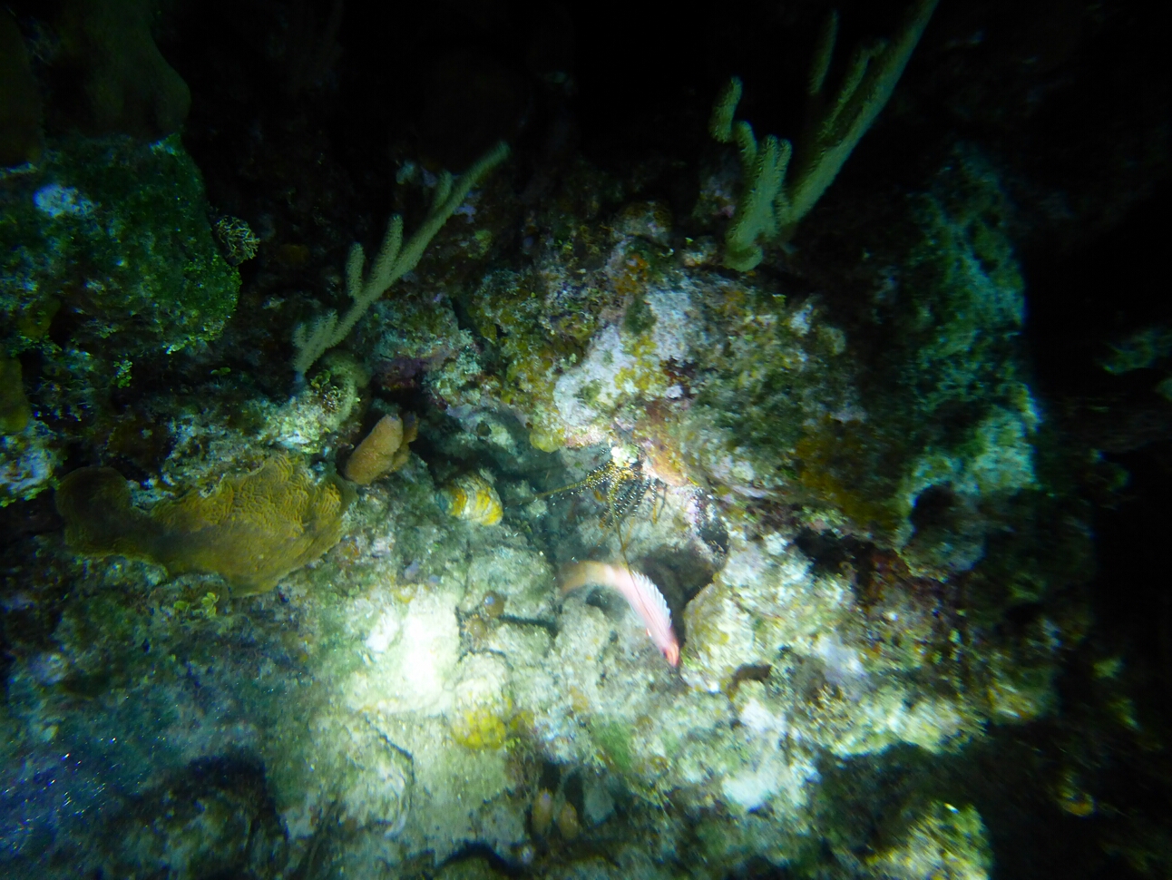 Click to See Next Image