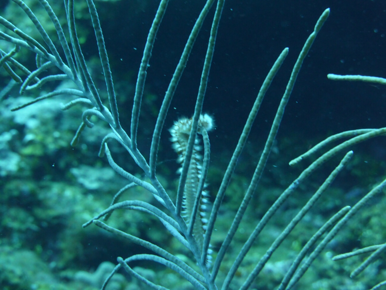 Click to See Next Image