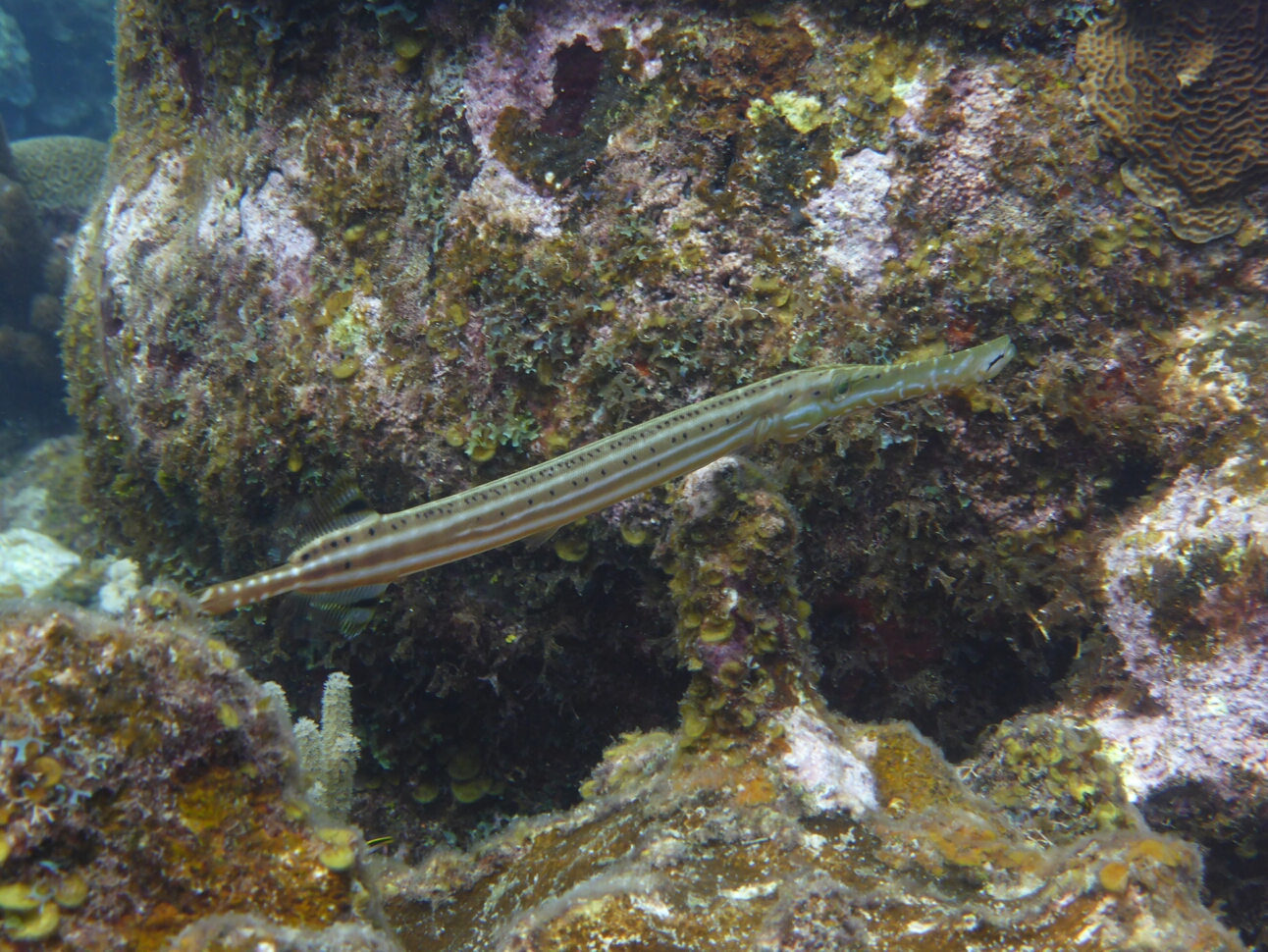 Click to See Next Image