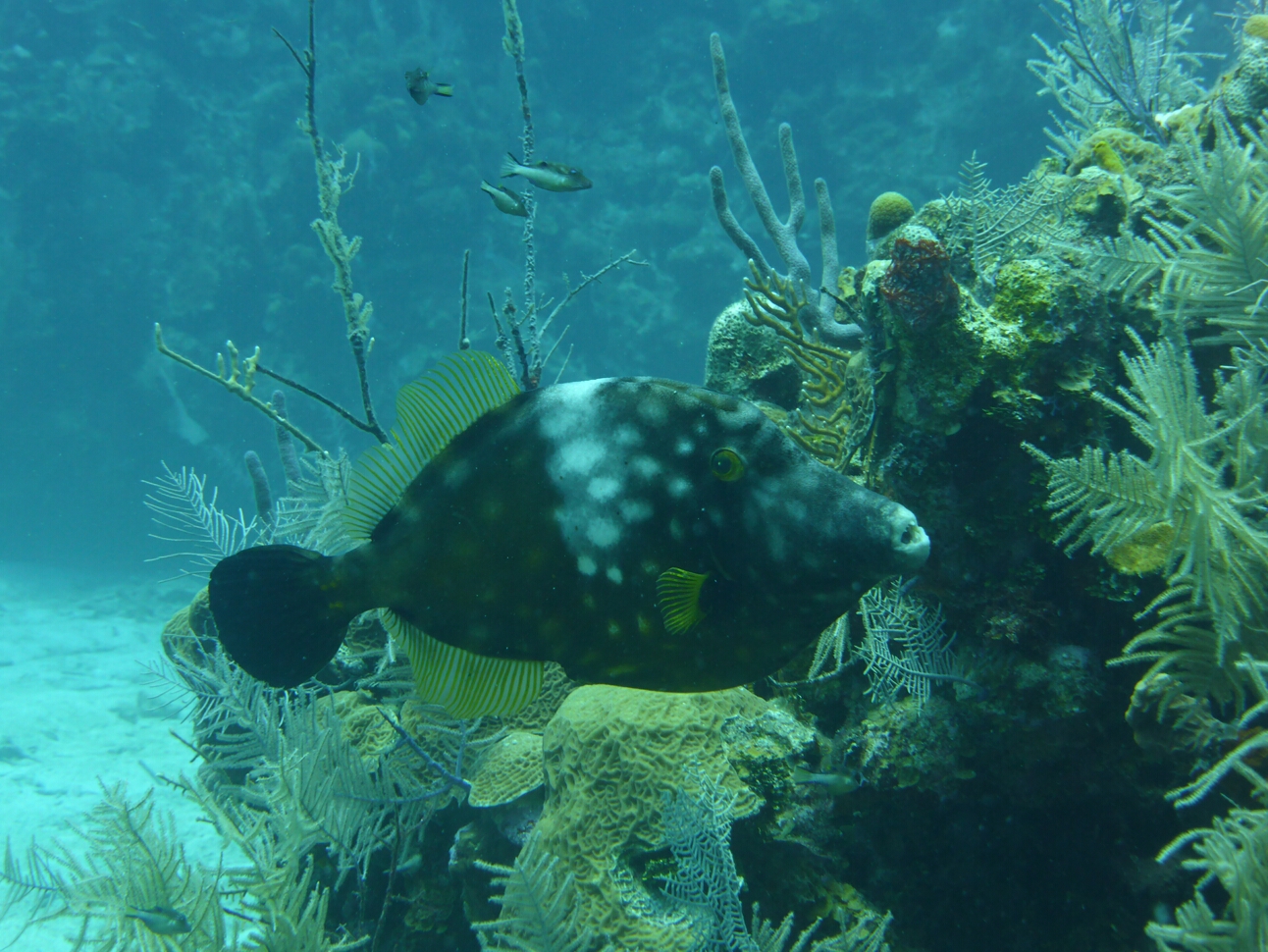 Click to See Next Image