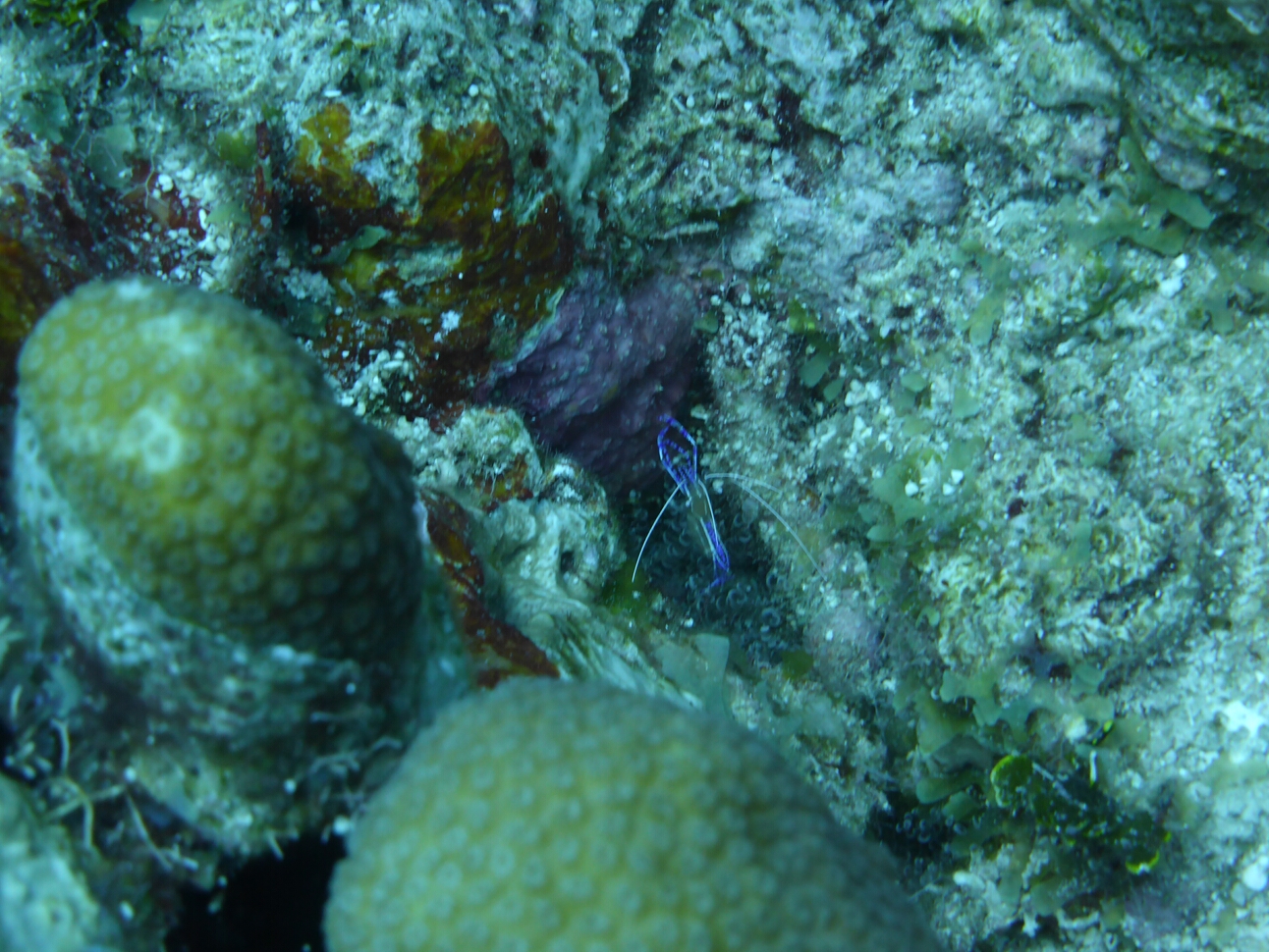 Click to See Next Image