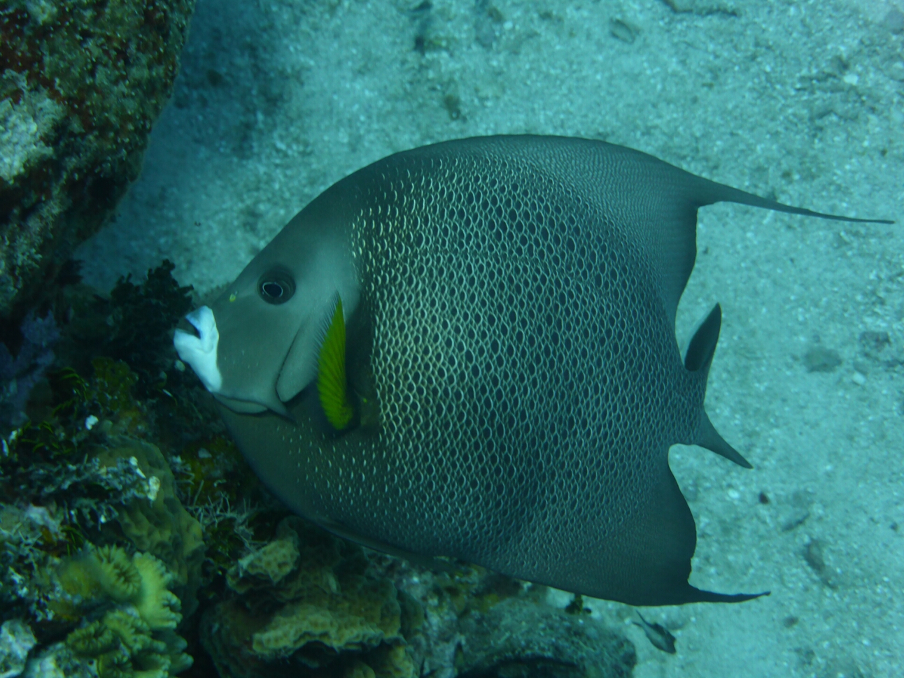 Click to See Next Image