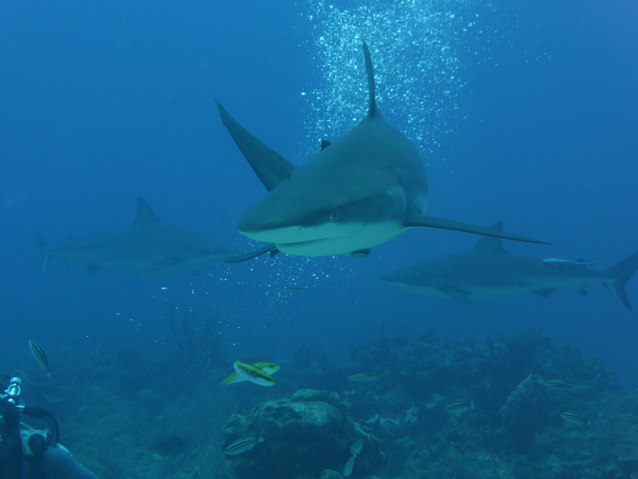 Click to See Next Image