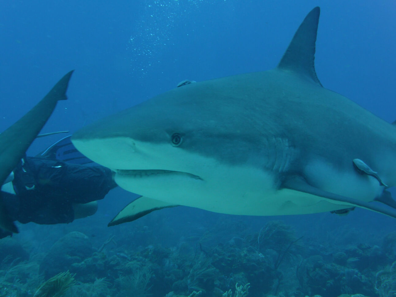 Click to See Next Image