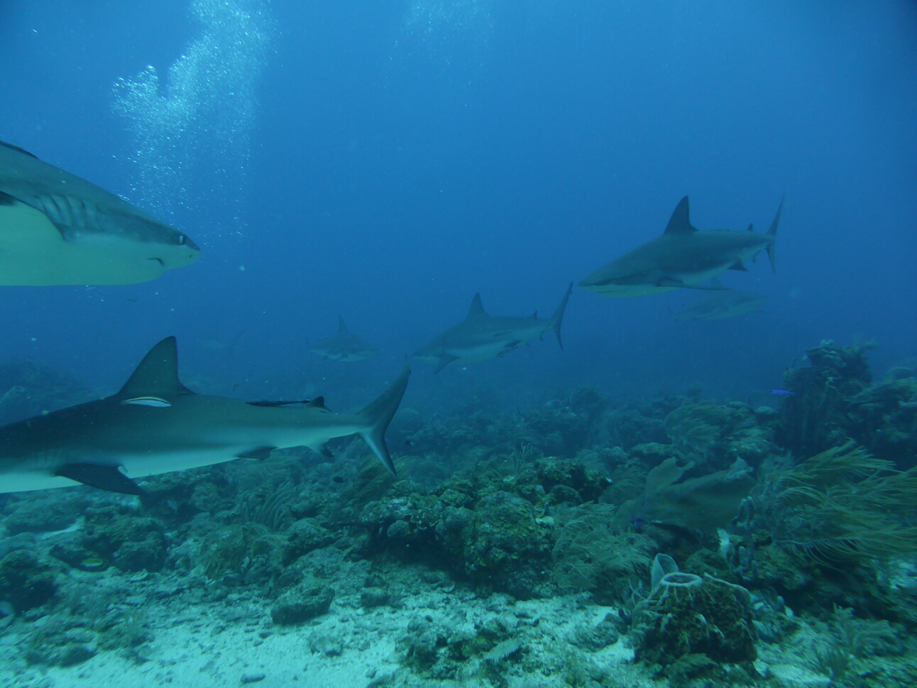 Click to See Next Image