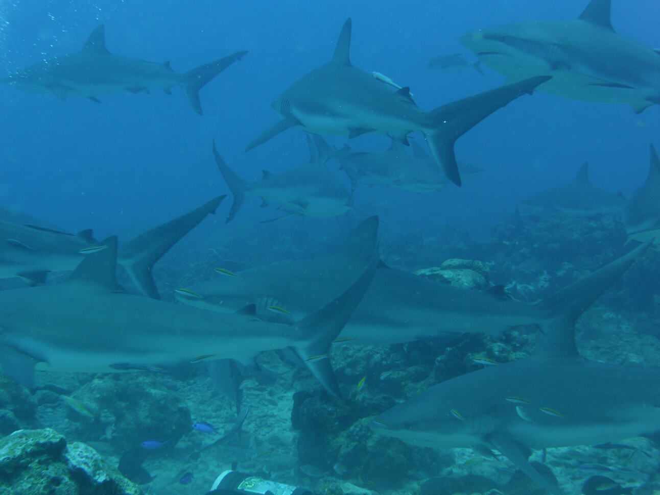 Click to See Next Image