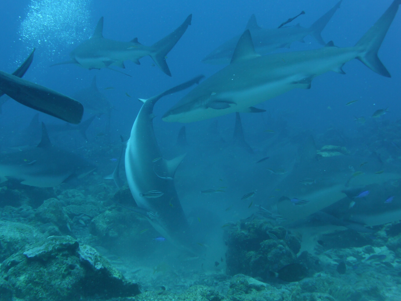 Click to See Next Image