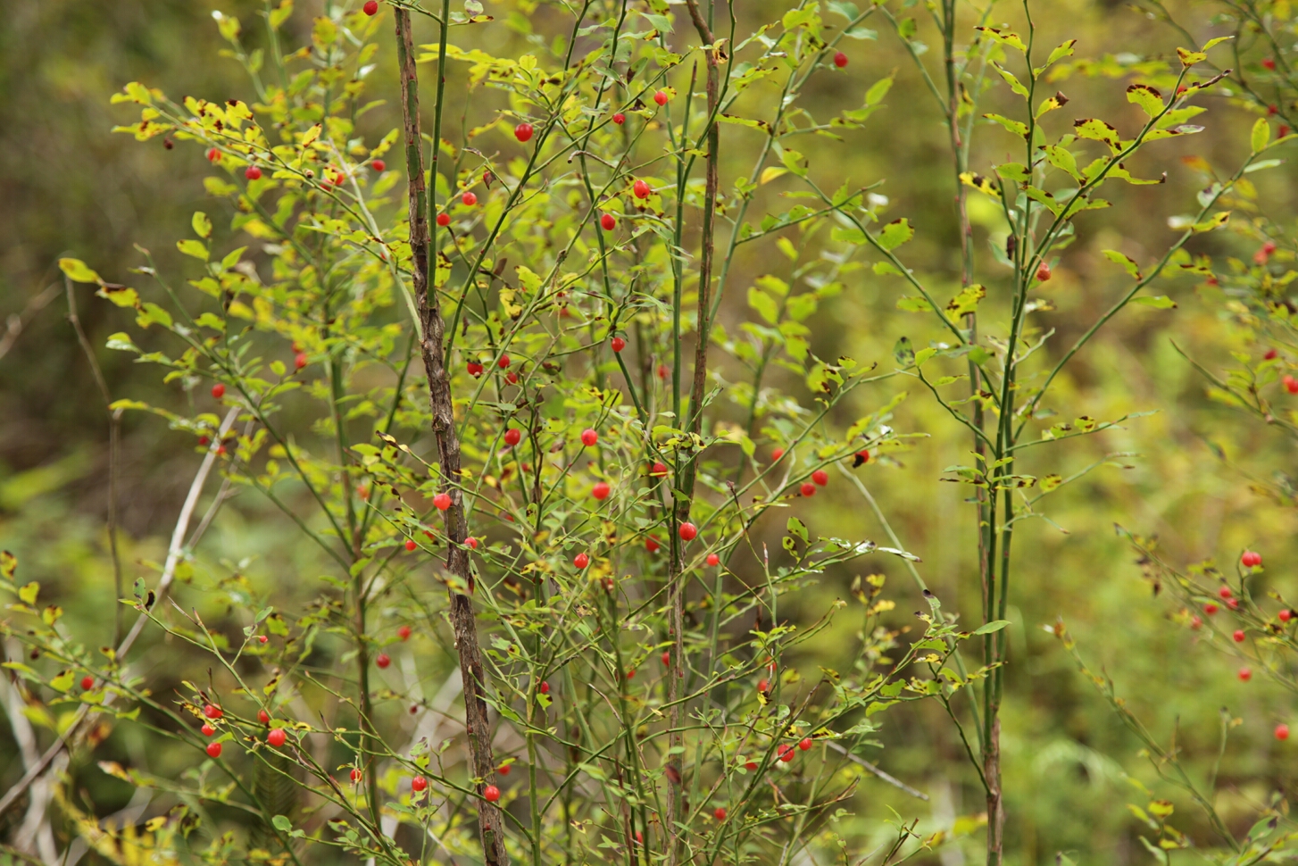 Click to See Next Image