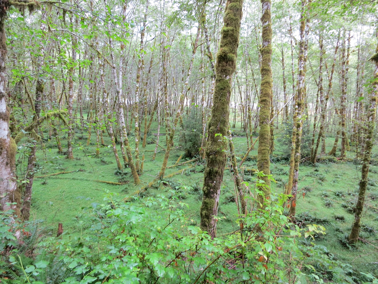 Click to See Next Image