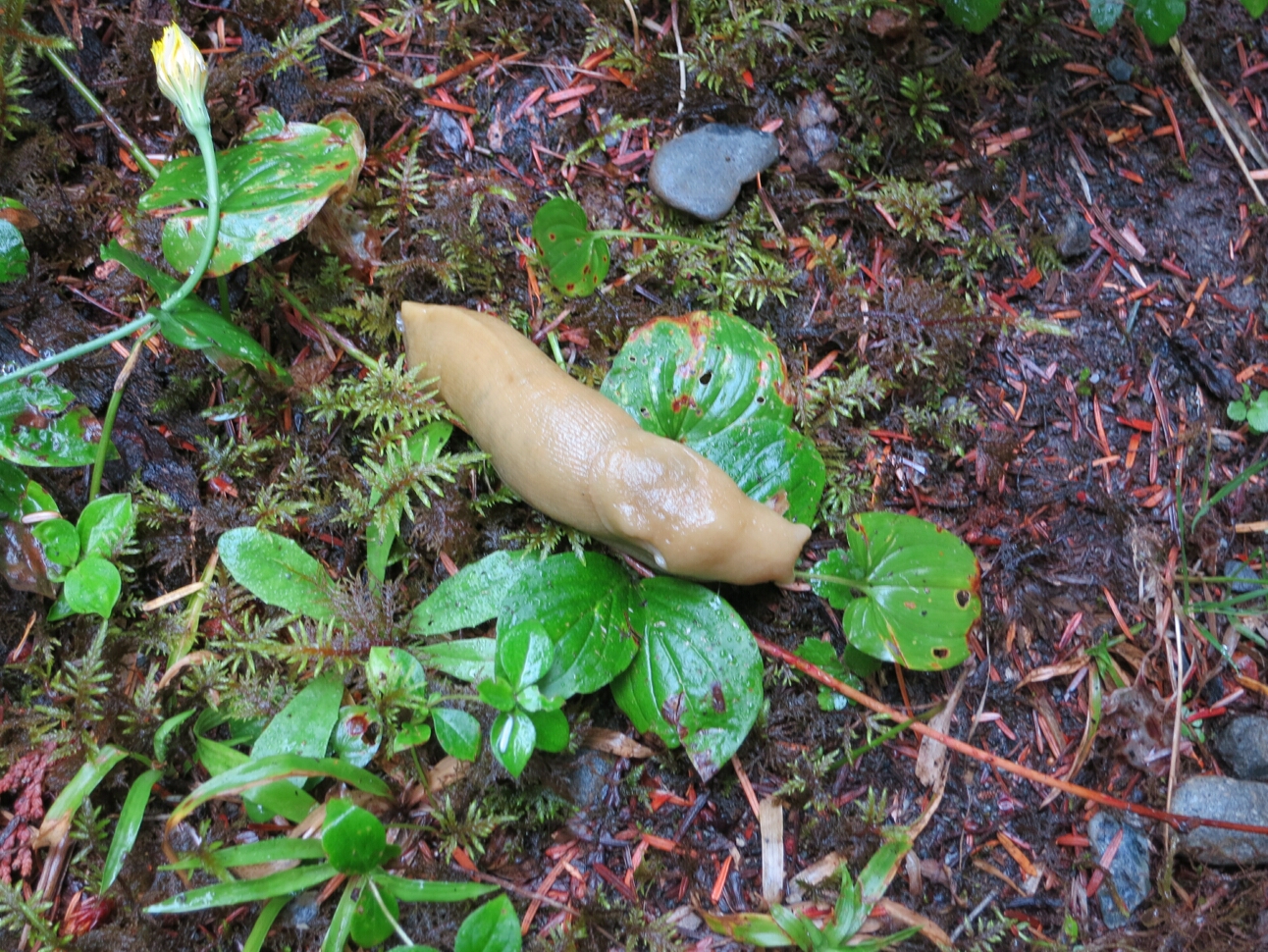 Click to See Next Image