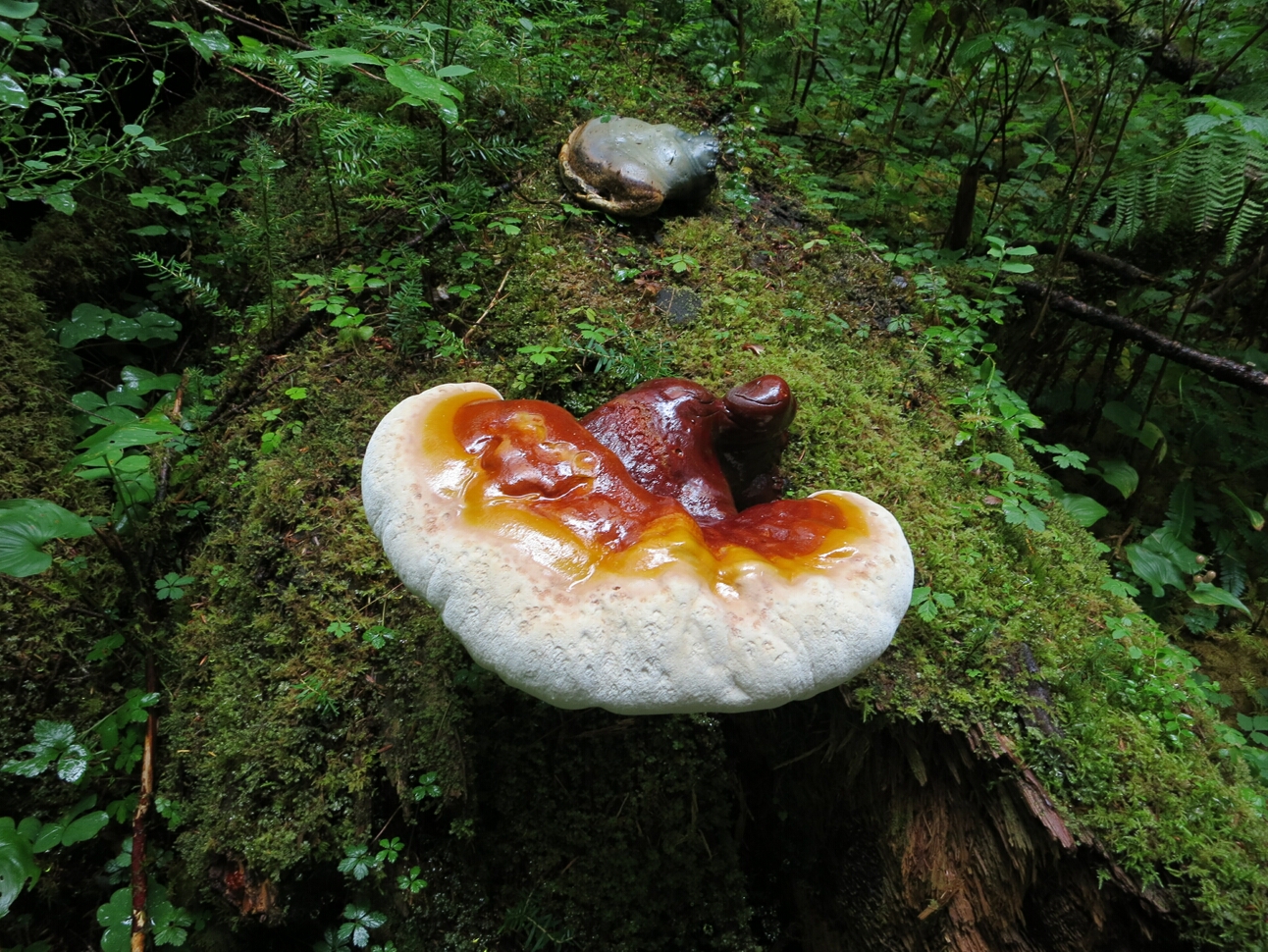 Click to See Next Image