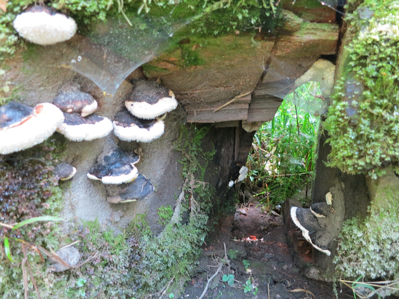 Click to See Next Image