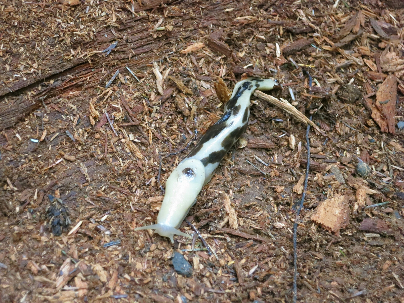 Click to See Next Image