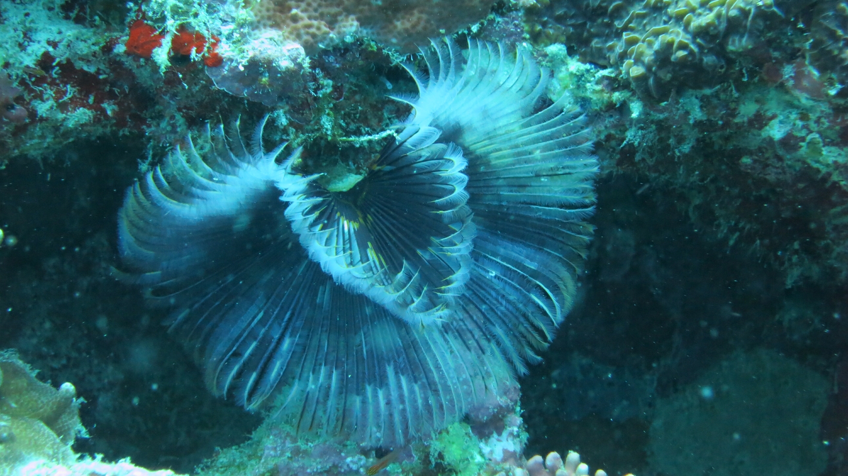 Click to See Next Image