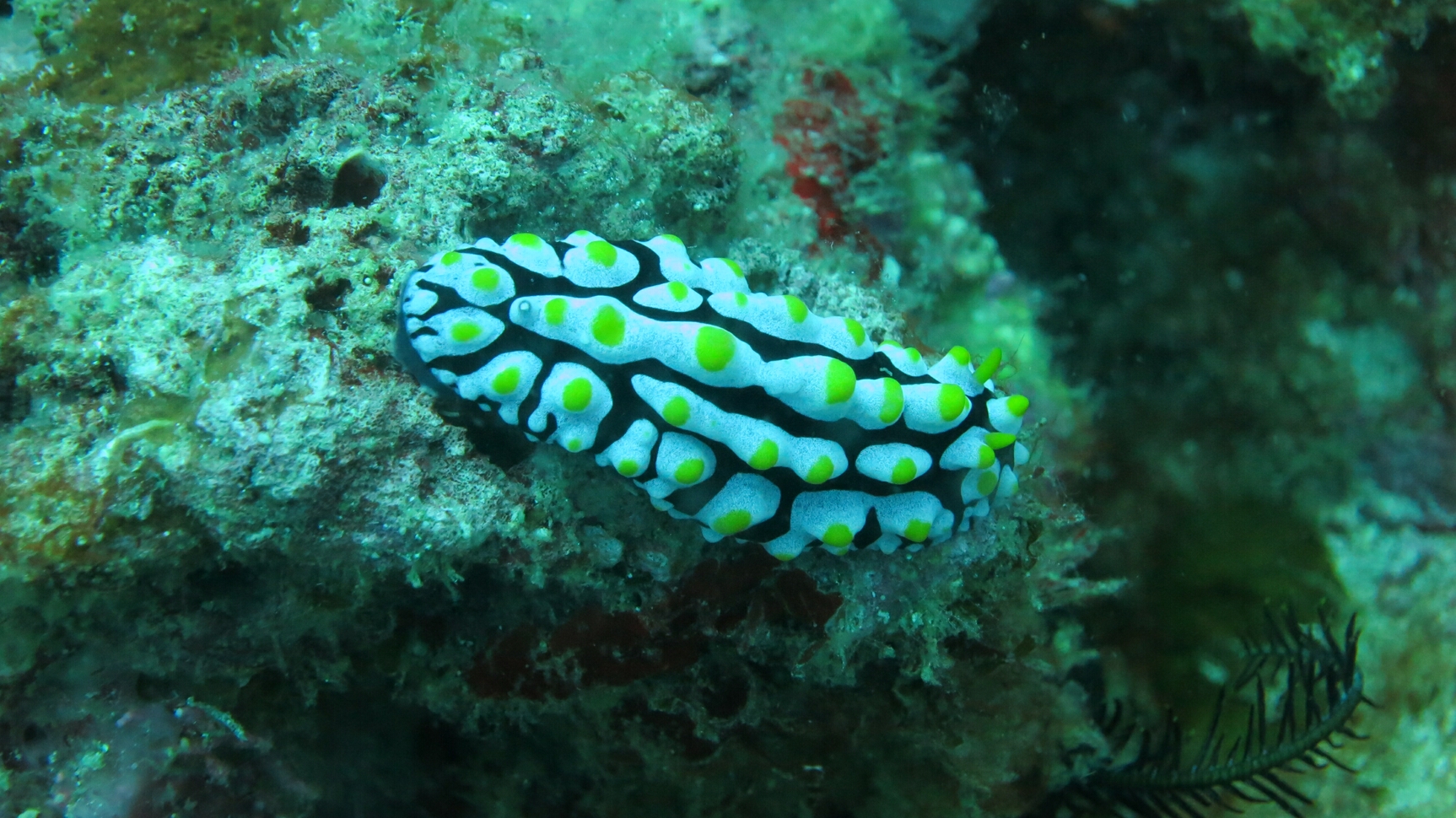 Click to See Next Image