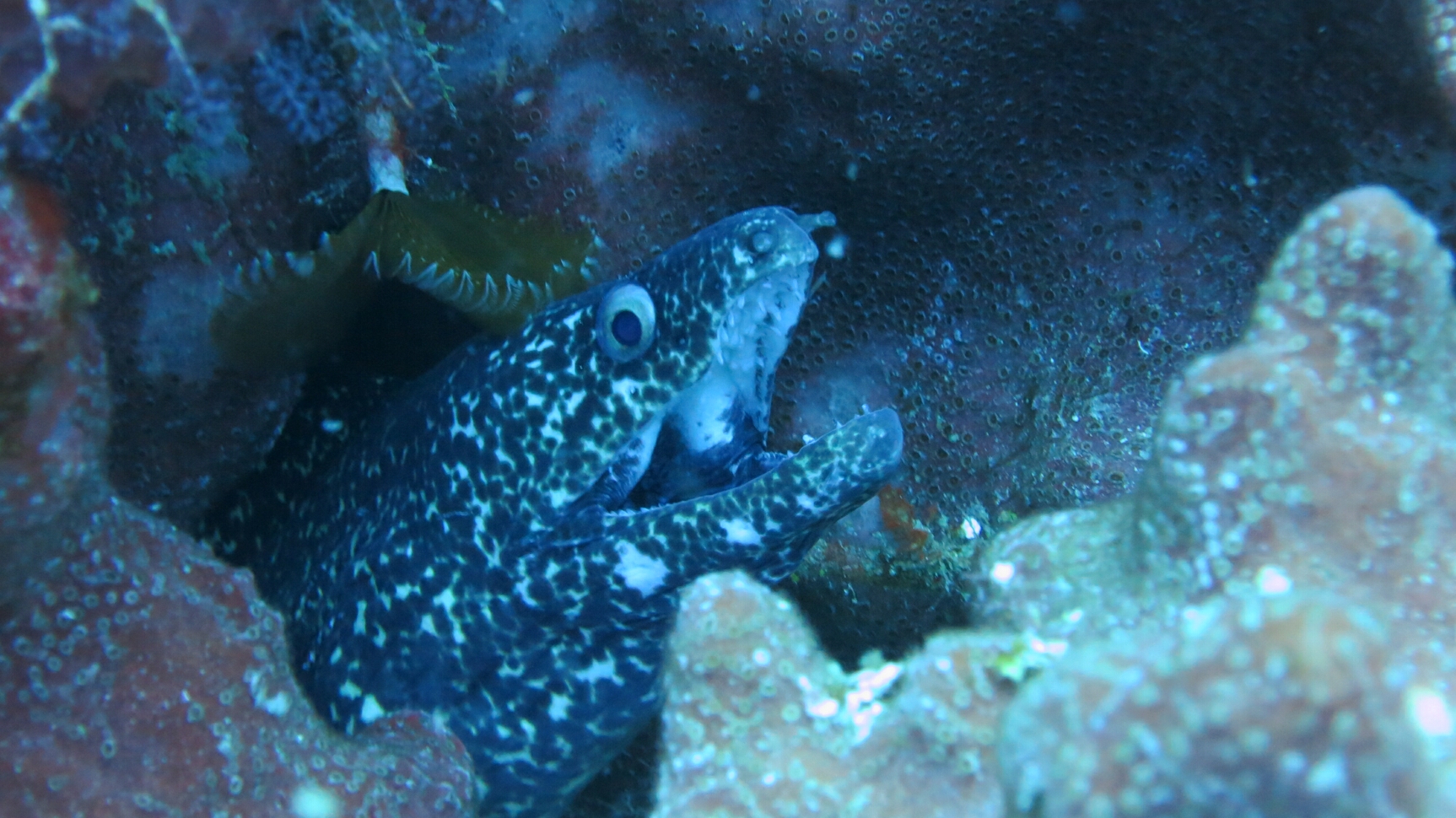 Click to See Next Image