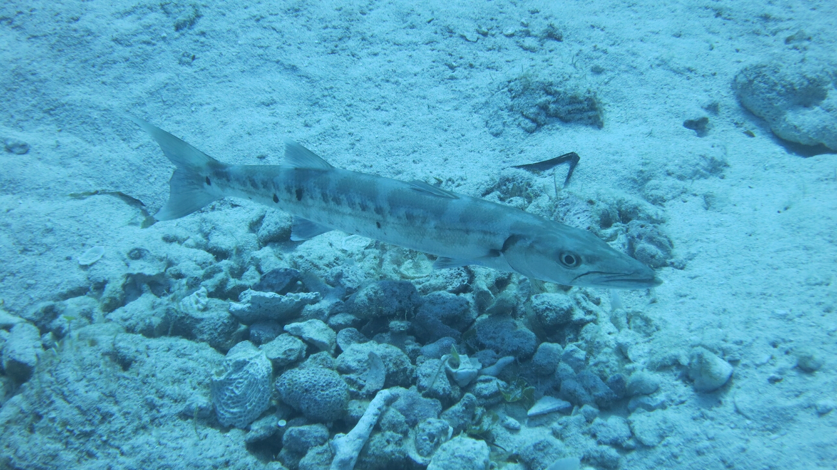 Click to See Next Image