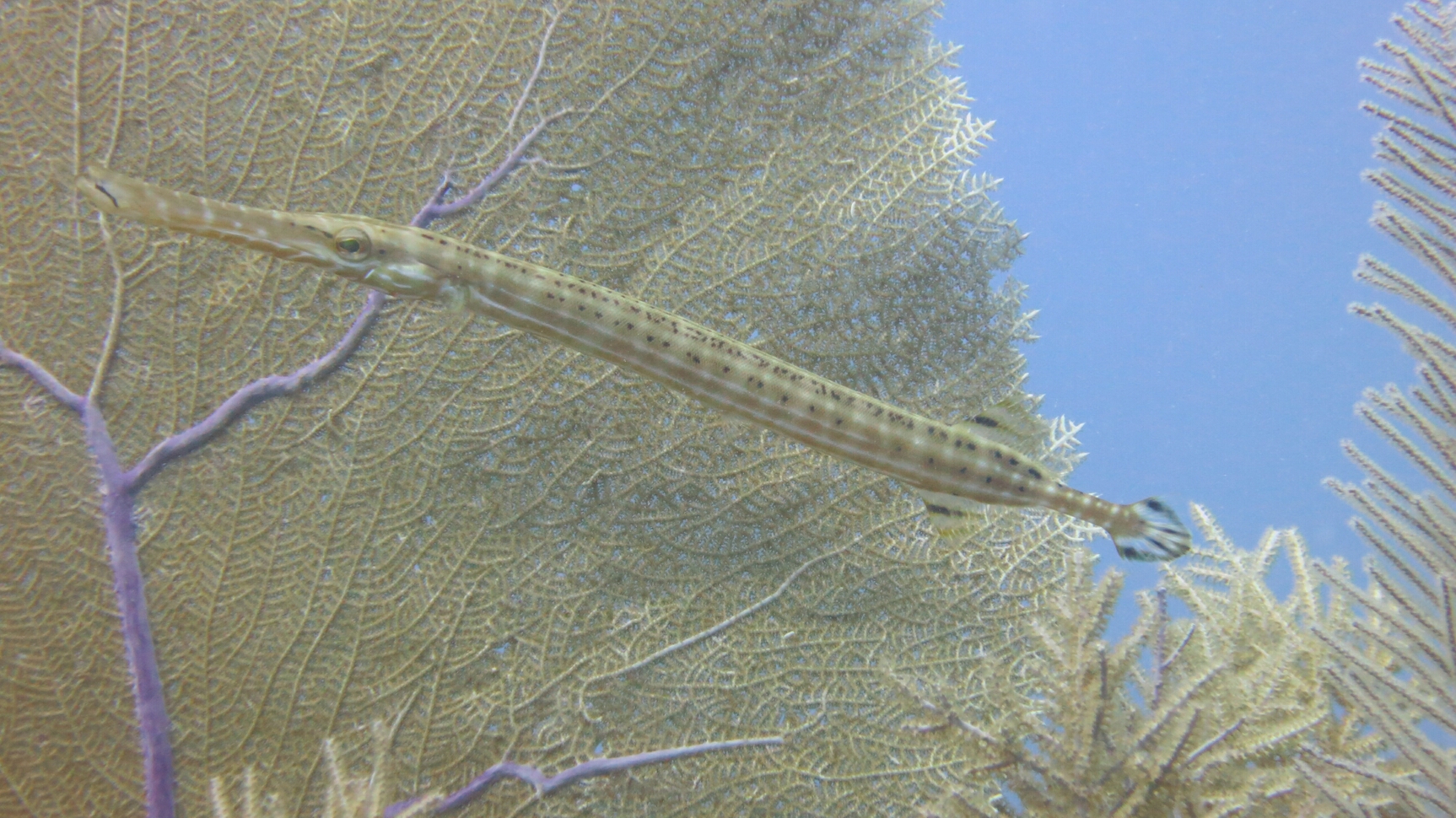 Click to See Next Image