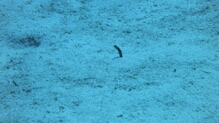 Click to Enlarge