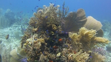 Click to Enlarge