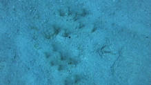 Click to Enlarge