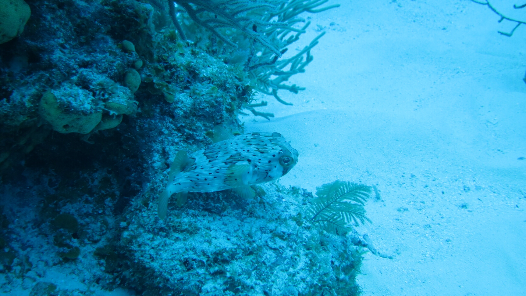 Click to See Next Image