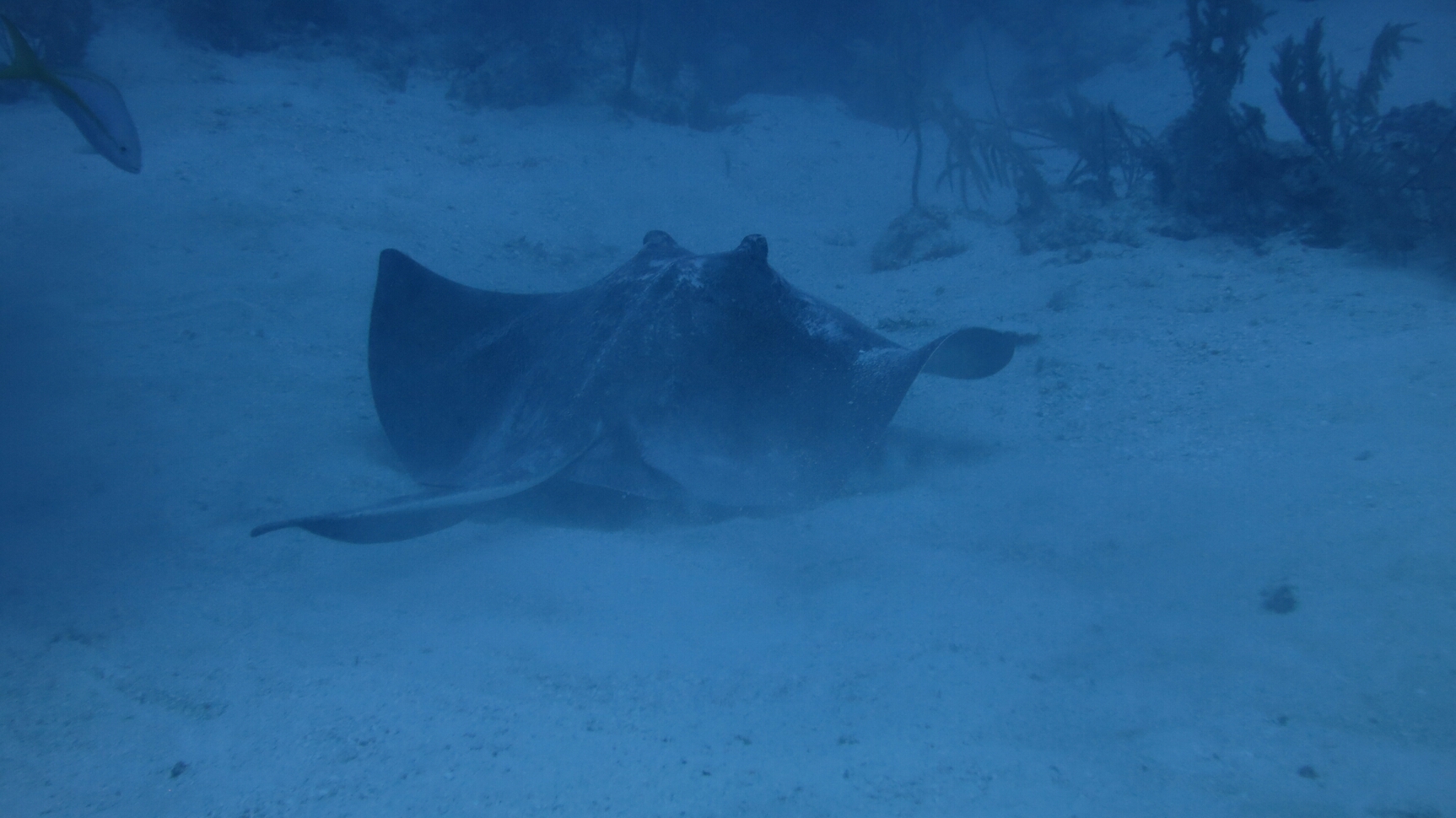 Click to See Next Image