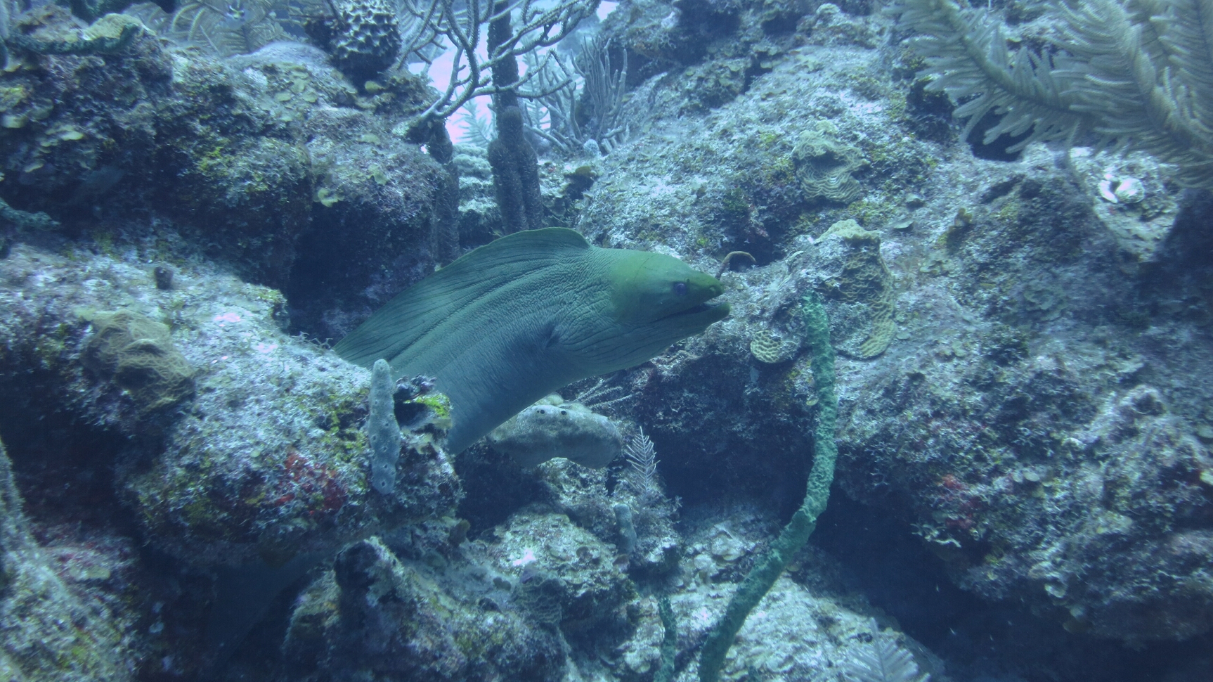 Click to See Next Image