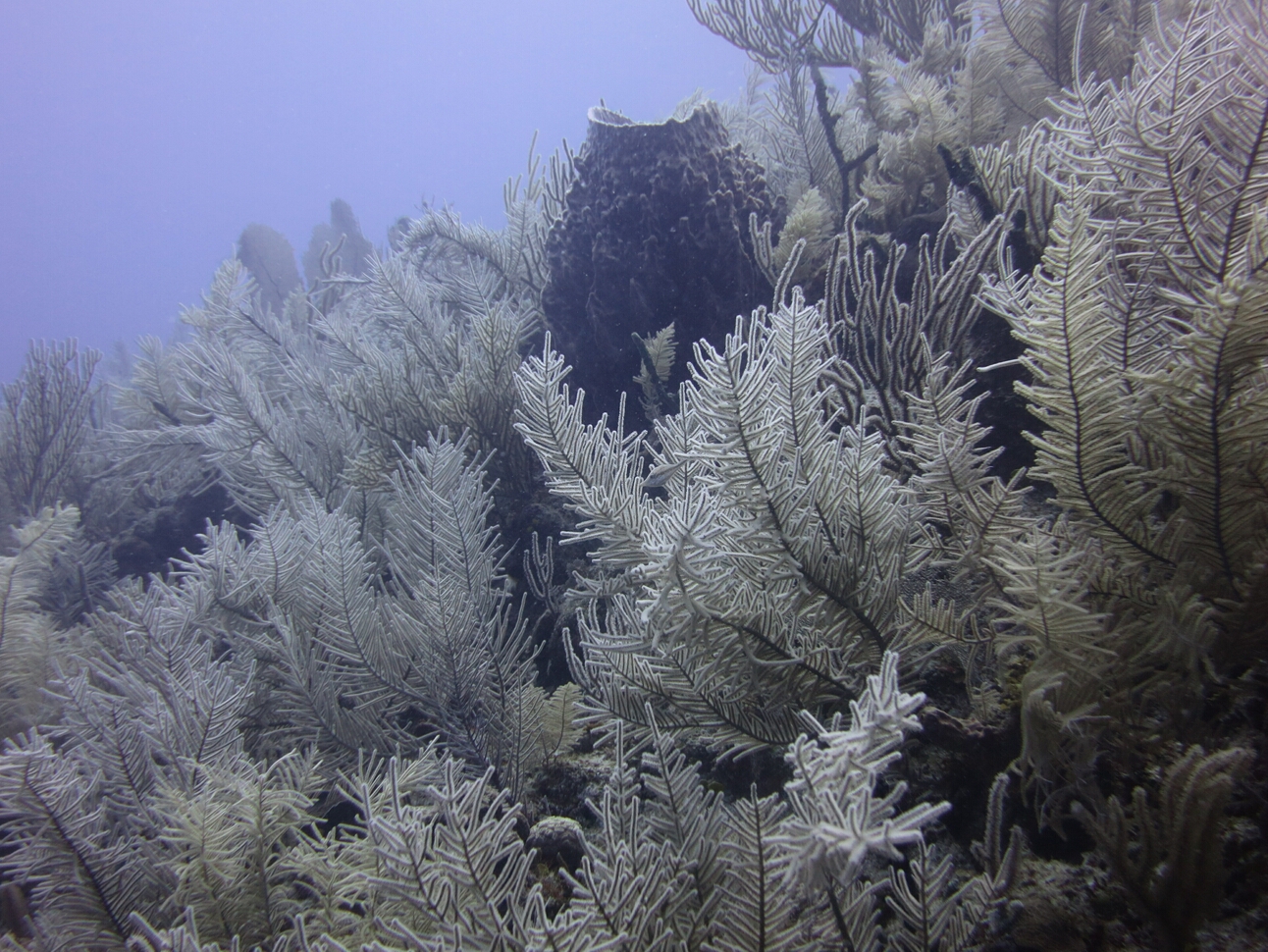 Click to See Next Image