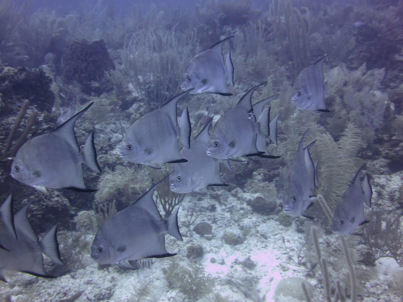 Click to See Next Image